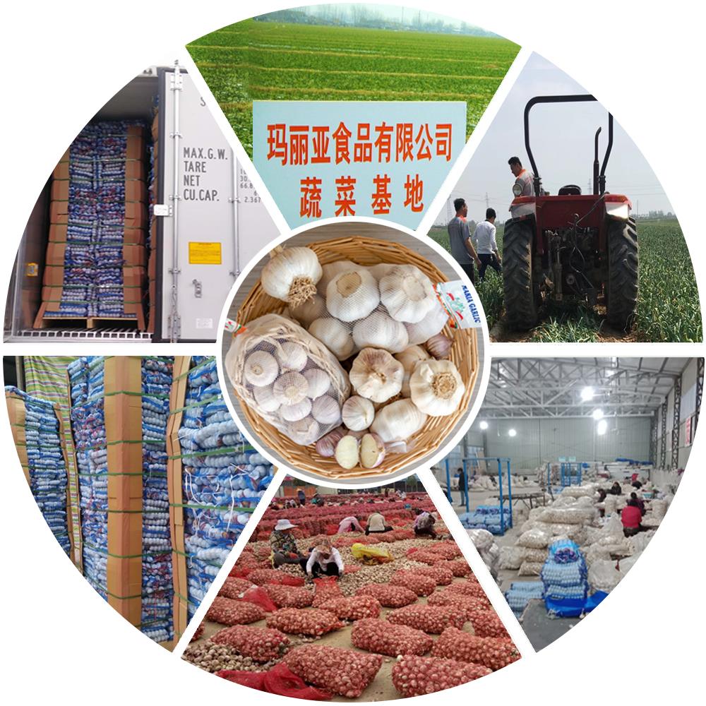 Графичен поток от чесън photo1