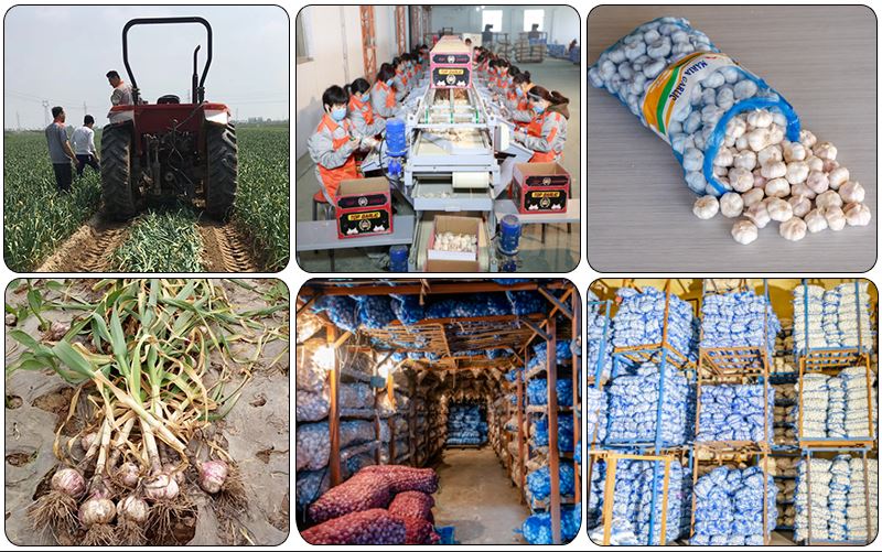 Смесена фабрика за чесън 1