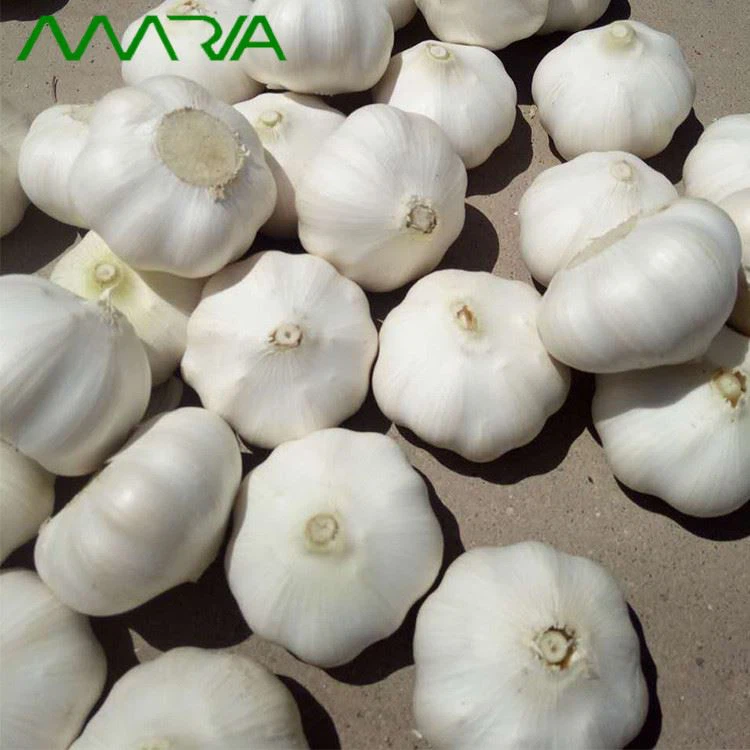 pure white garlic
