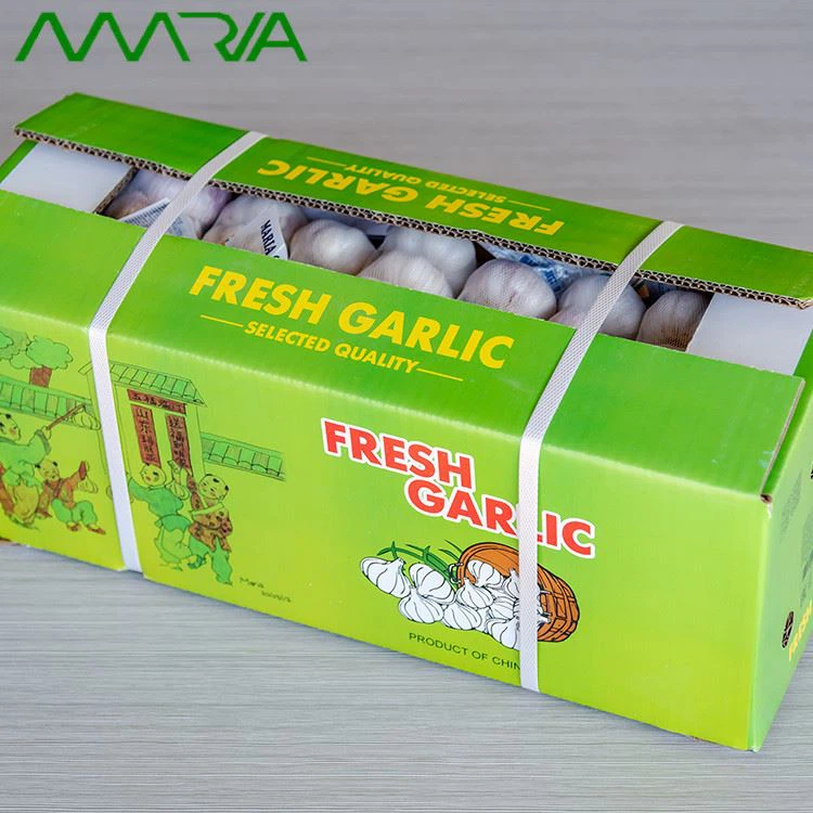 Fresh normal white garlic